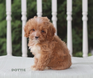 Dottie