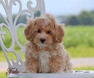 Fido Fido