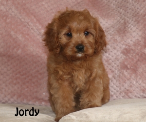 Jordy