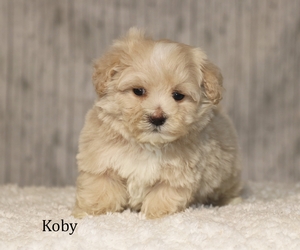 Koby