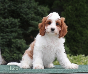 Leo Leo