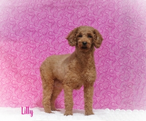 Lilly