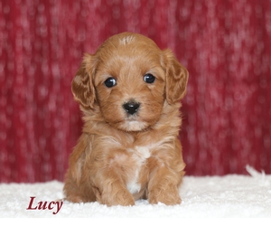 Lucy