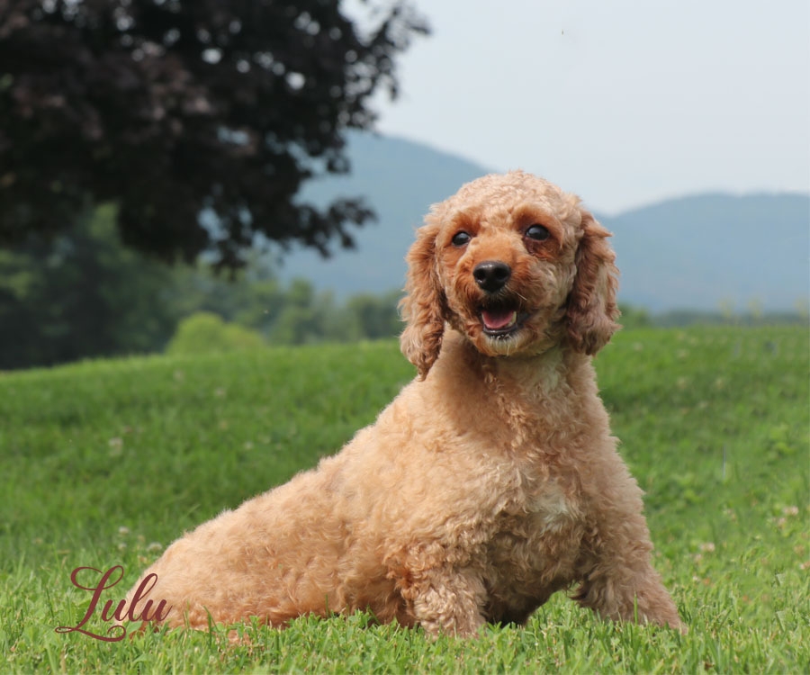 Lulu