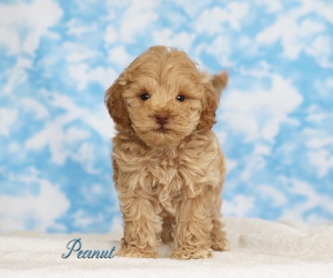 Peanut