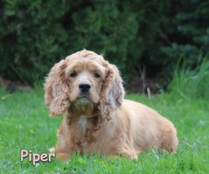 Piper