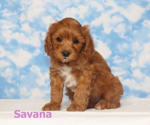 Savana