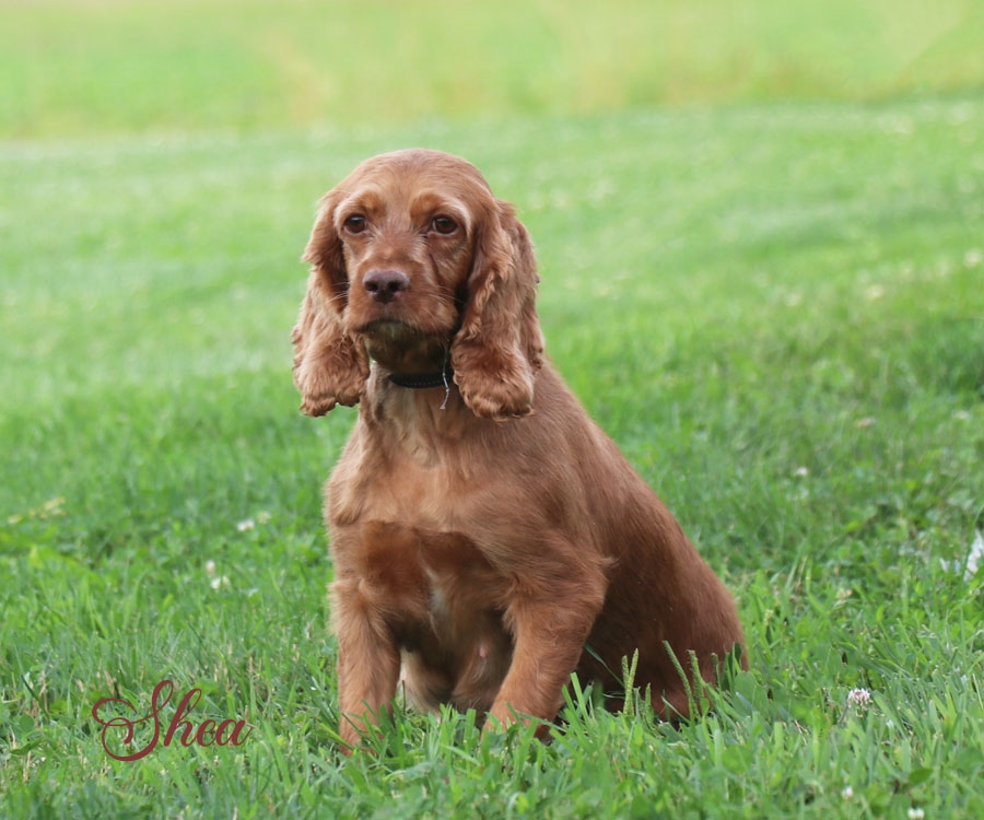 Shea