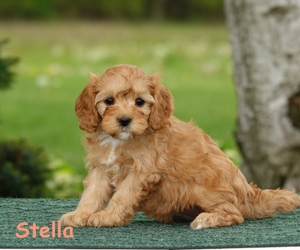 Stella