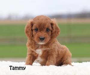 Tammy