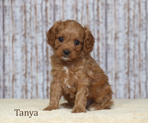 Tanya