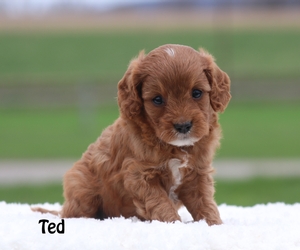 Ted