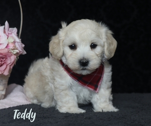 Teddy