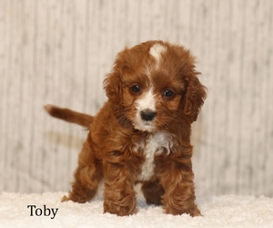 Toby