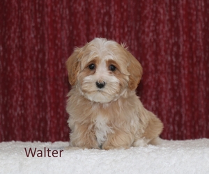 Walter