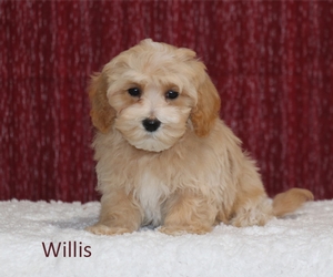 Willis