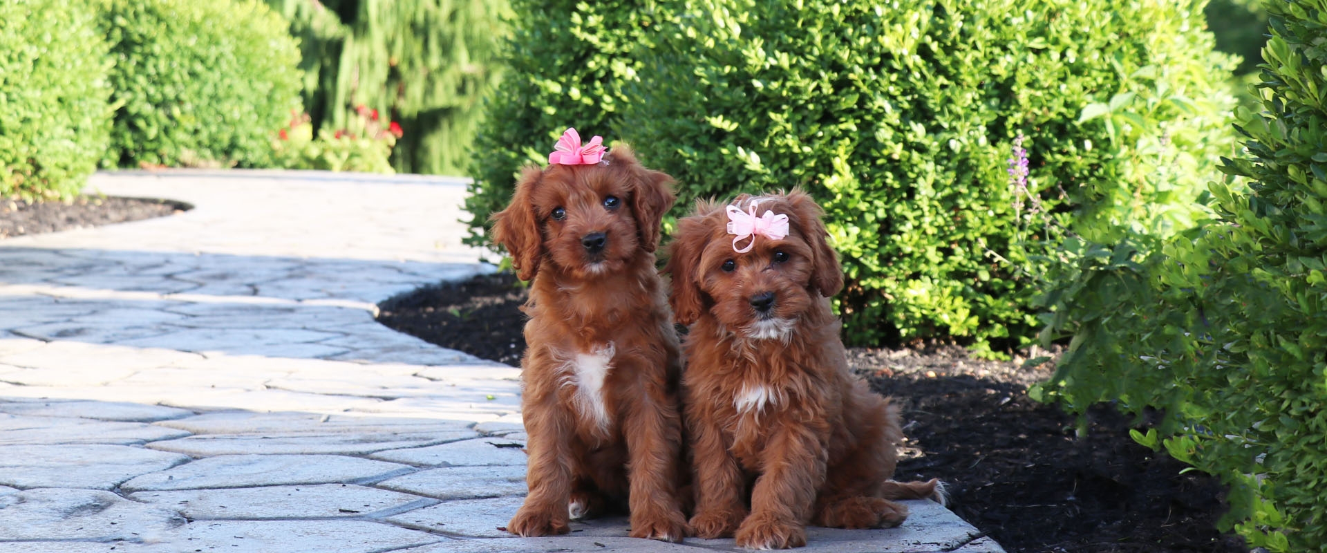 cavapoo%20slider.jpg