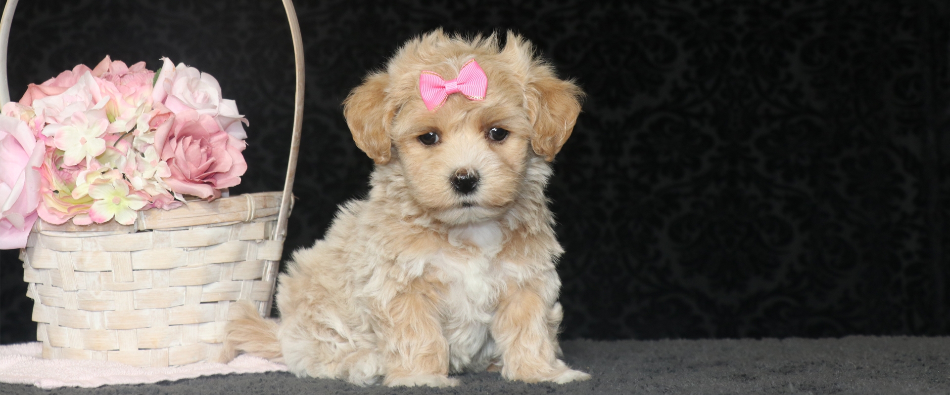 maltipoo.jpg