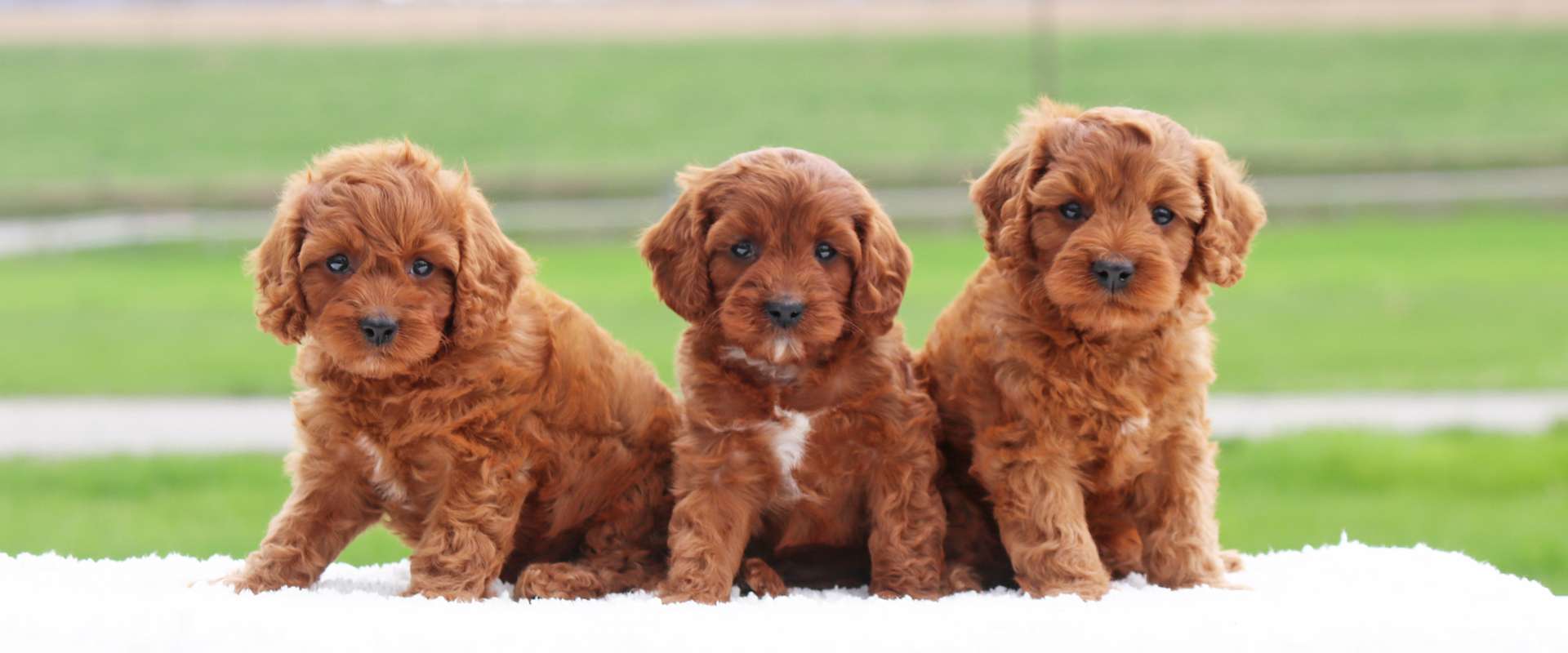 slider-cavapoo.jpg