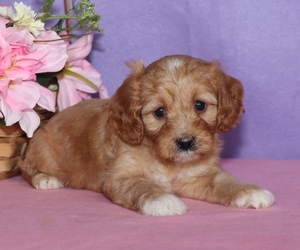 Cavapoo1.jpg