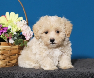 Maltipoo1.jpg