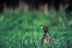 pheasant-grass.jpg
