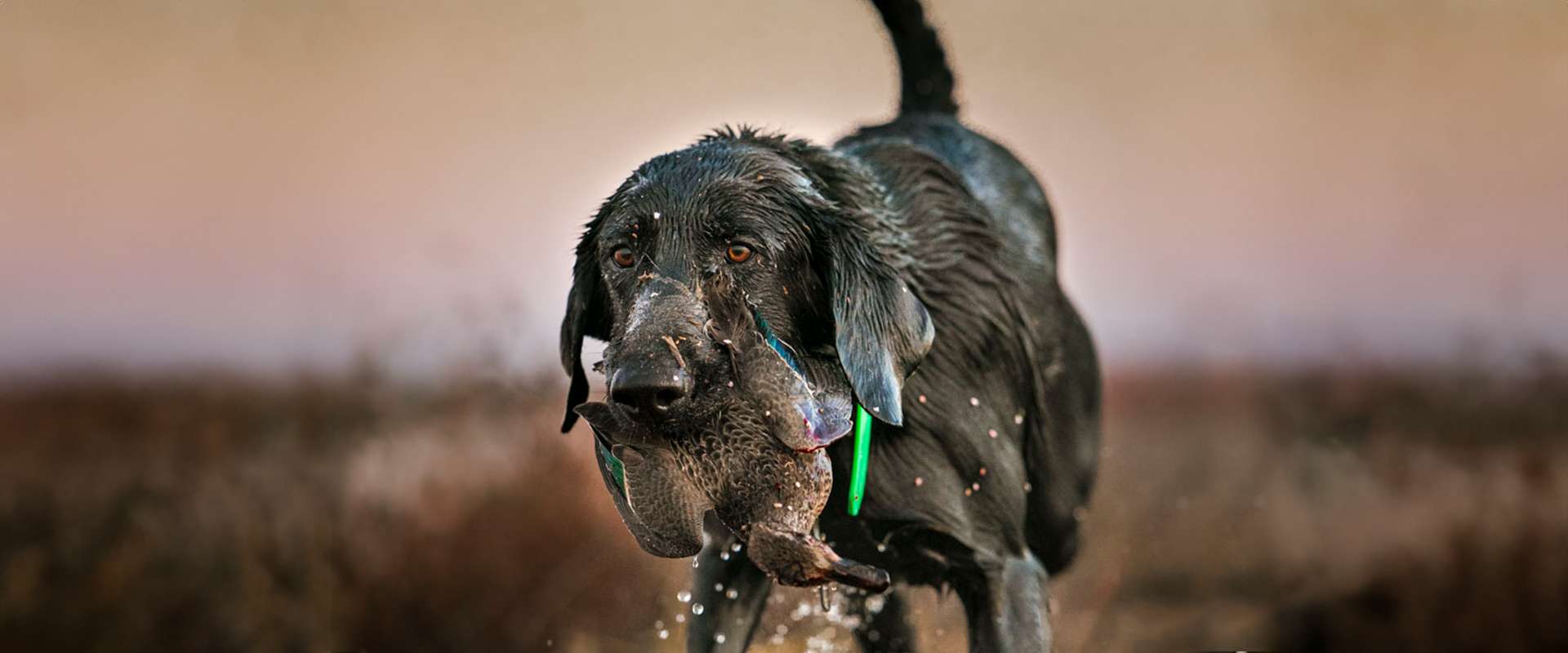 Early Season Teal Hunts