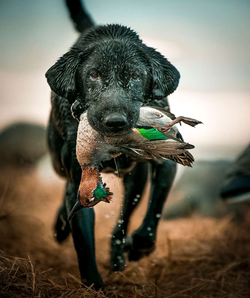 Black Lab and Teal