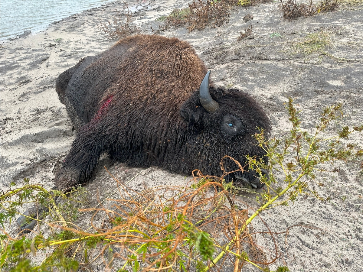 Buffalo Harvest Buffalo Harvest