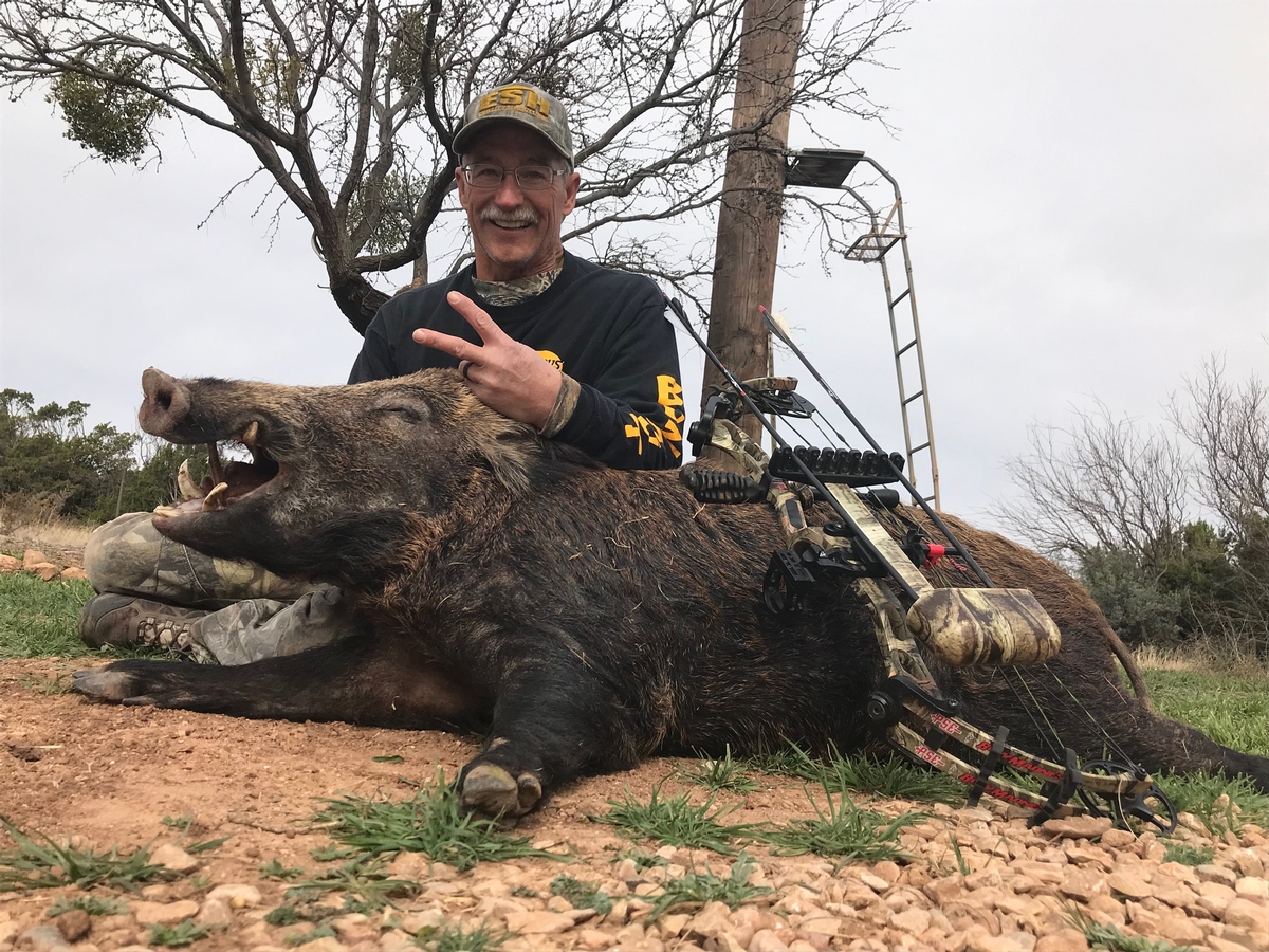 Archery Hog Hunts Texas