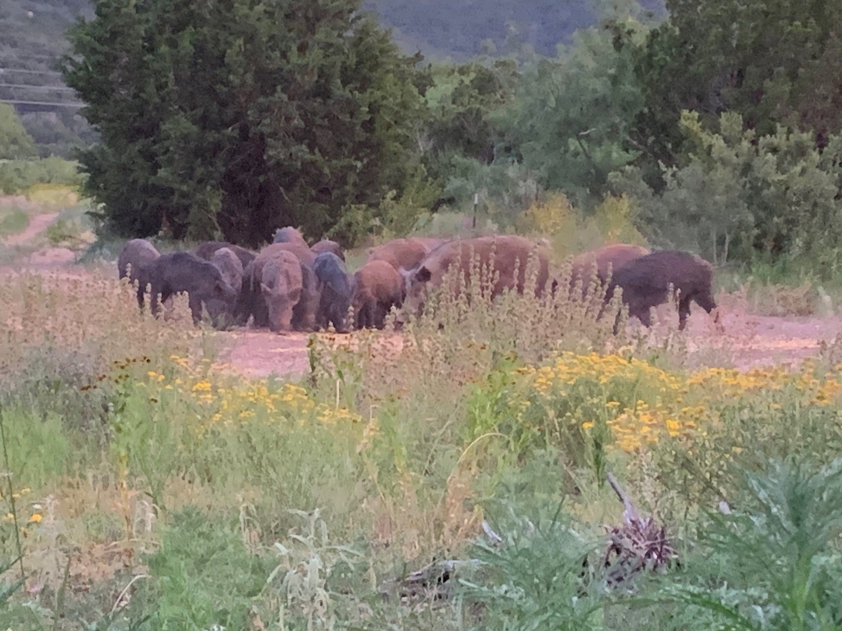 Wild Pig Hunts Texas