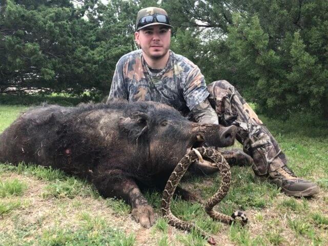 Trophy Hog Hunts Texas
