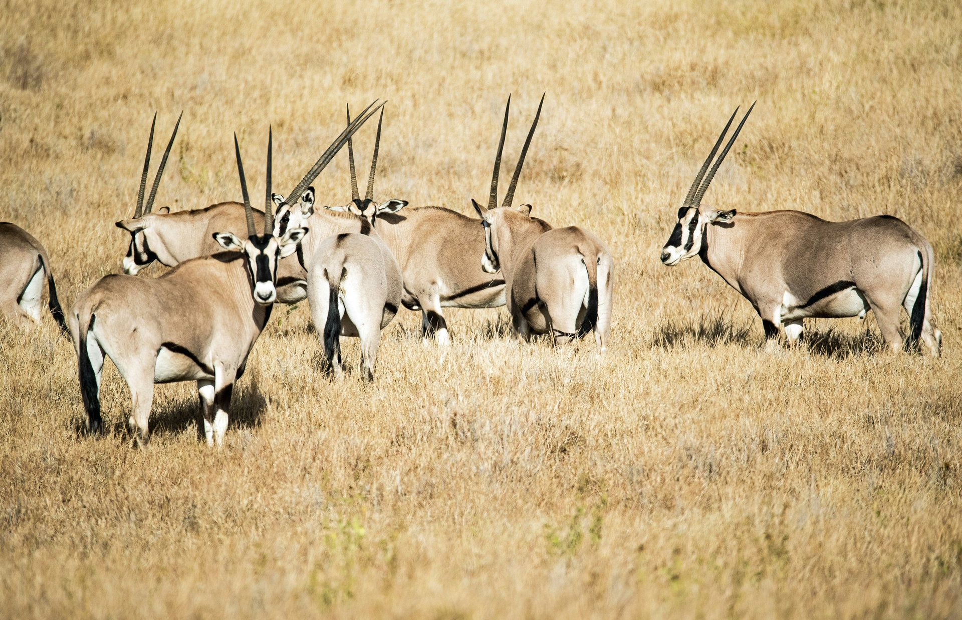 Oryx Hunts