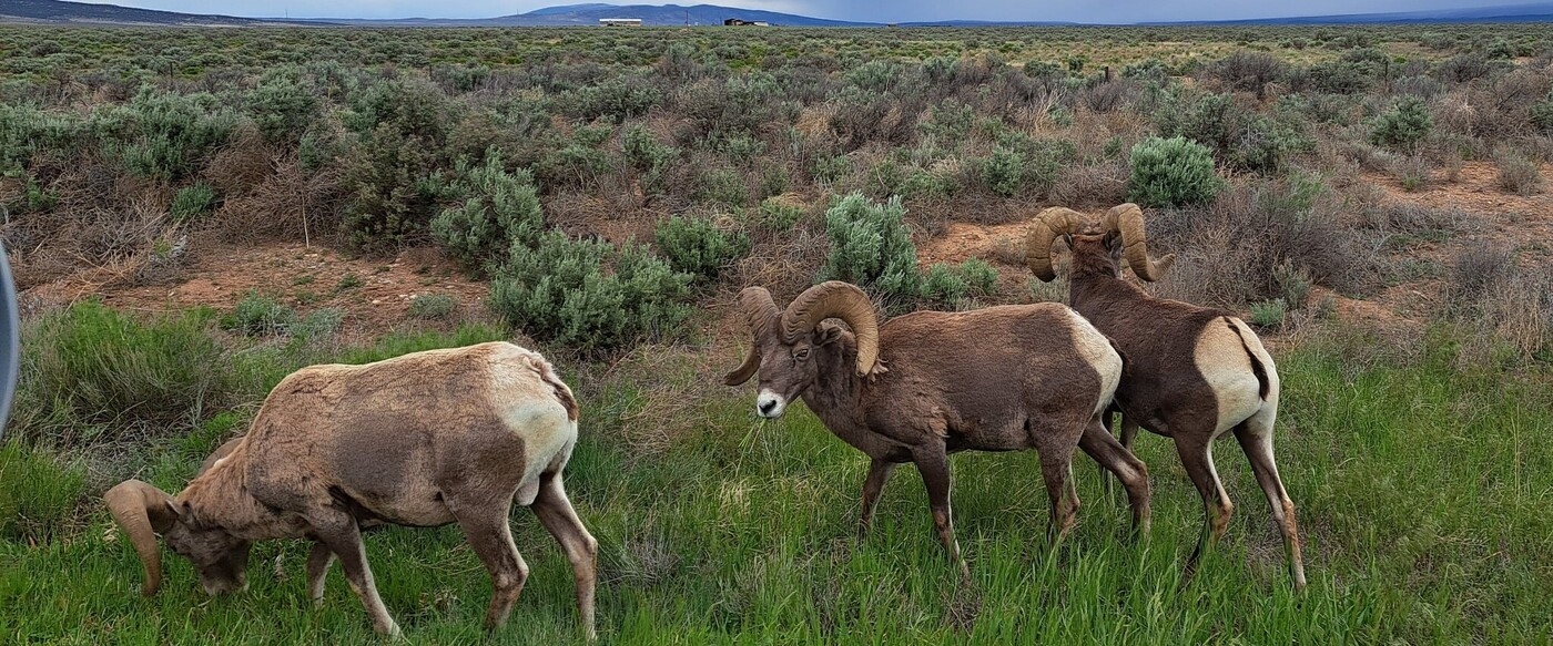 Big Horn Sheep Hunts