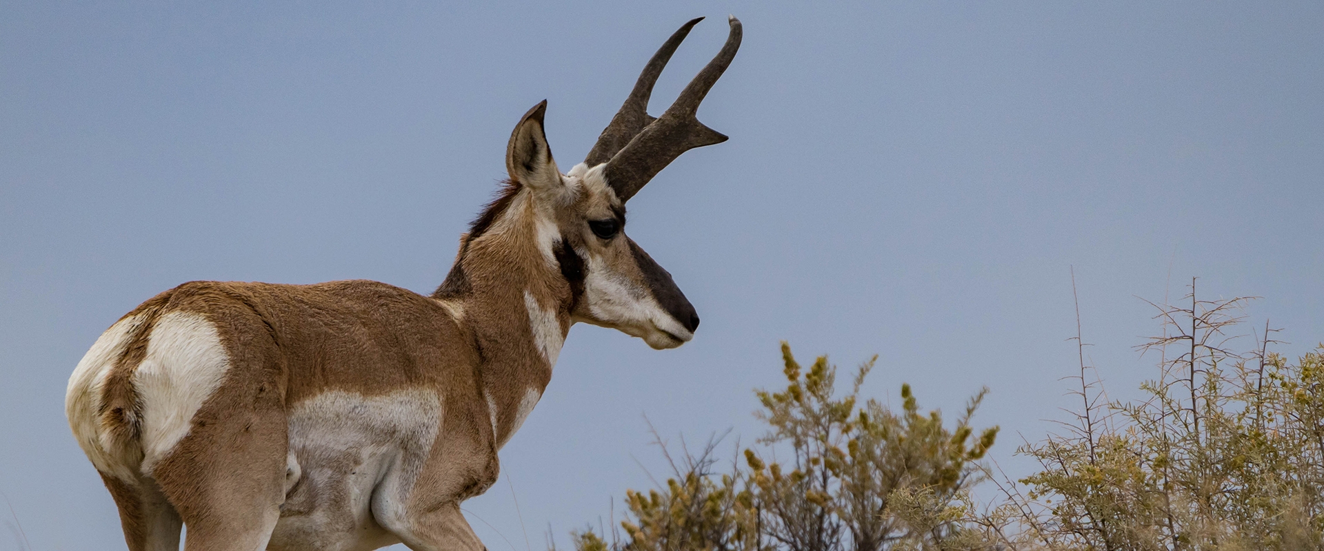 Antelope Hunts