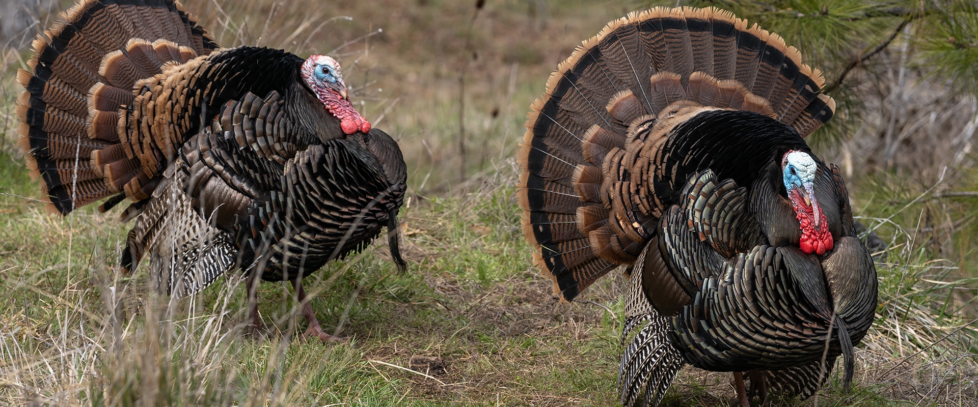 Turkey Hunts