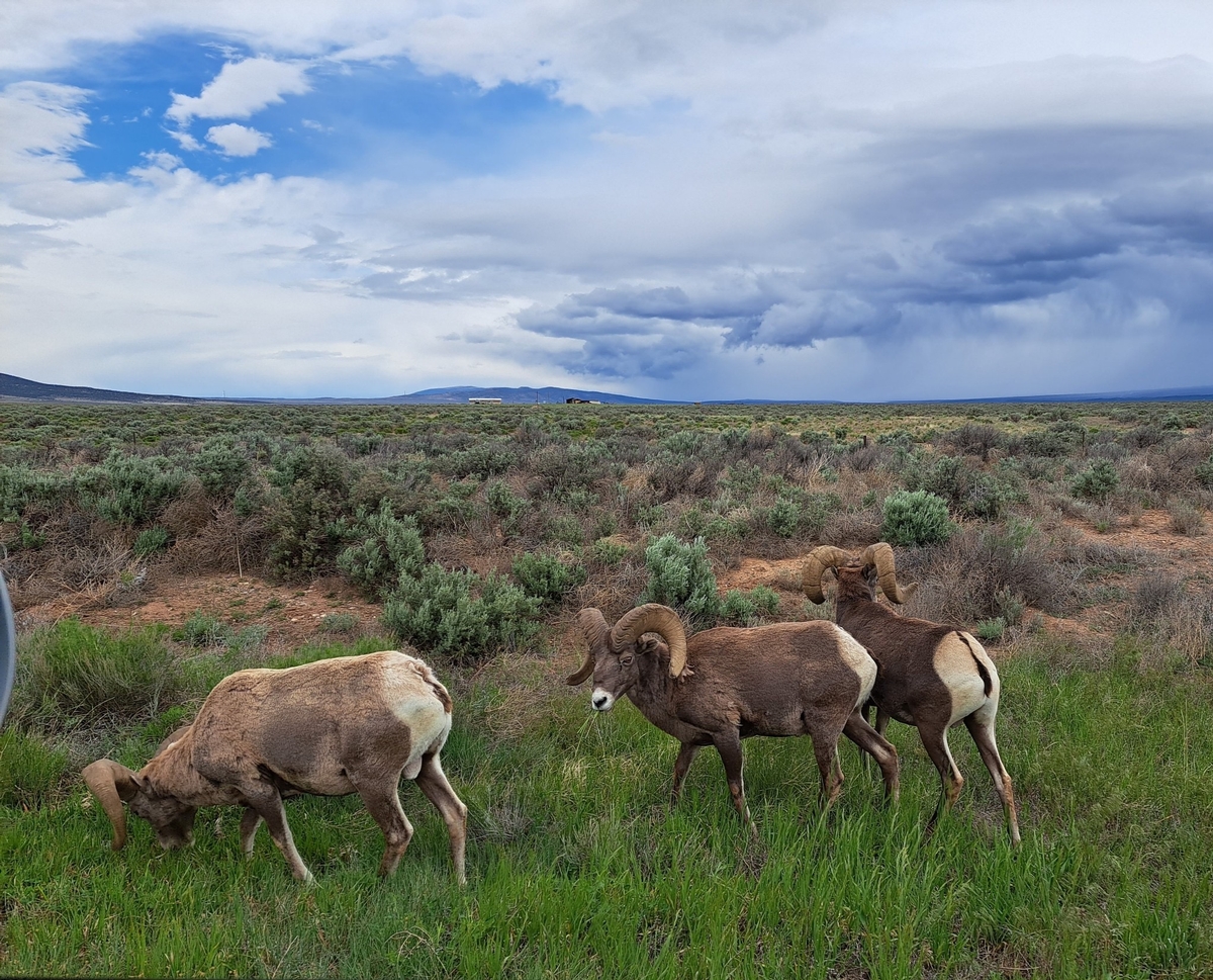 Big Horn Sheep Prices