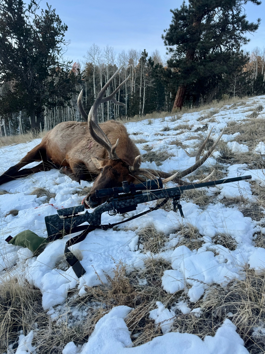 Unit 49 Elk Hunts