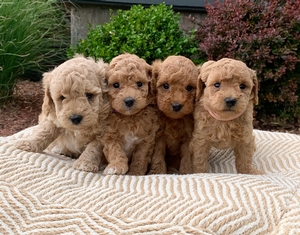 Micro Mini Goldendoodles 