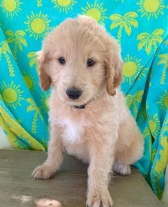 Otis