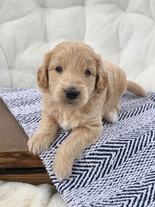 Otis Otis