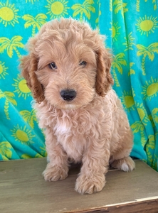 Oscar