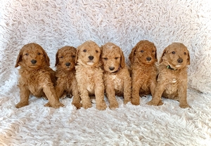 f1bb Mini Goldendoodles