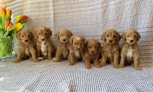 F1b Medium Goldendoodles