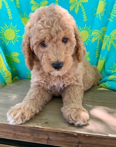 Owen