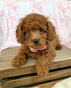 Trixie Trixie
