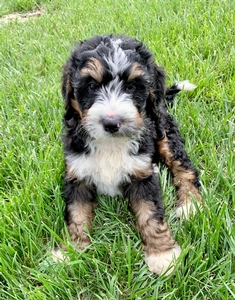 F1 Medium Bernedoodles F1 Medium Bernedoodles