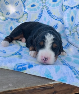 Skye Skye