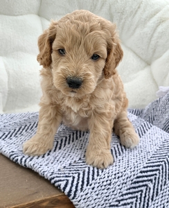 Oscar Oscar