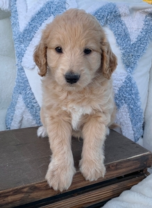 Otis Otis